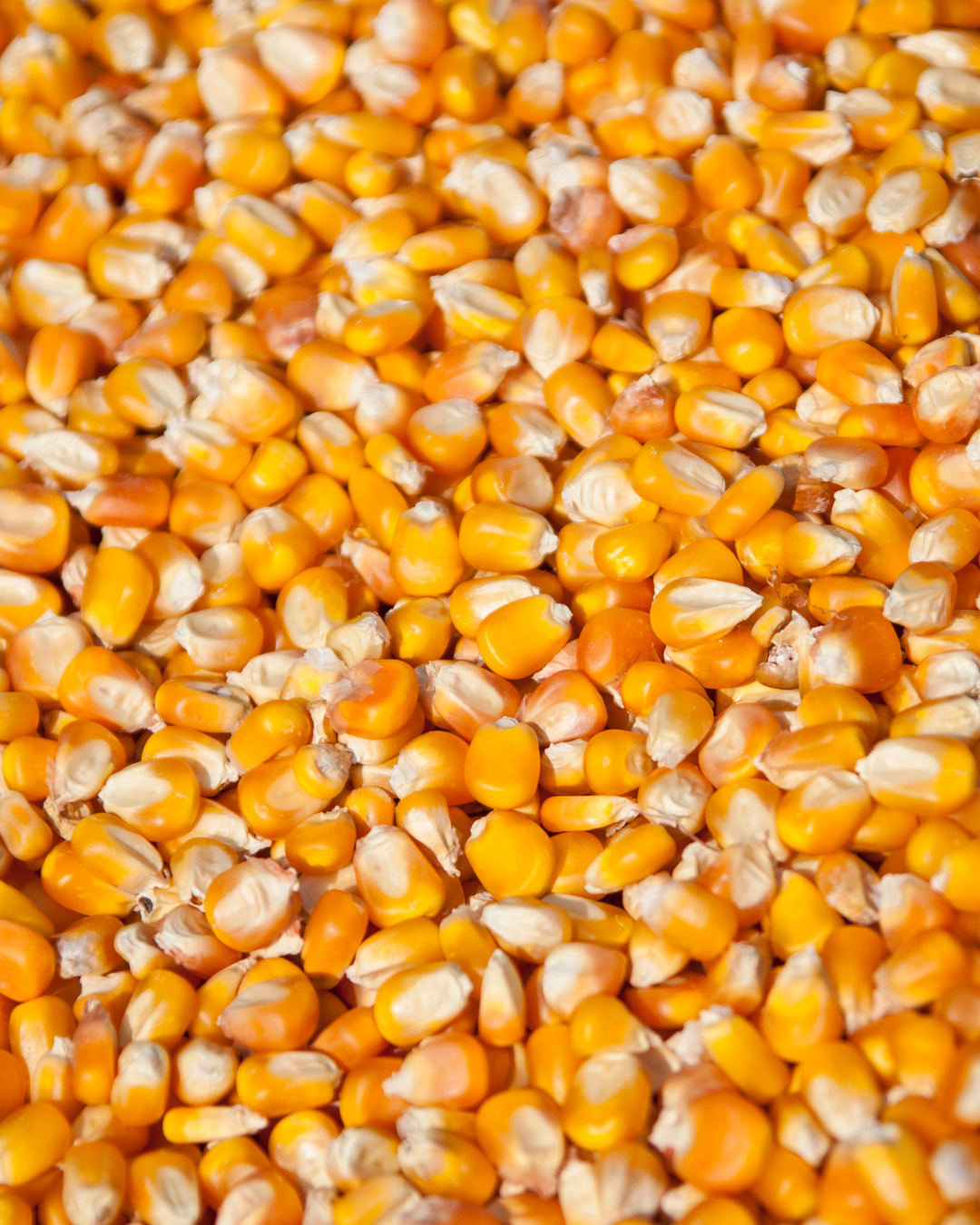 Protecting Grain Value