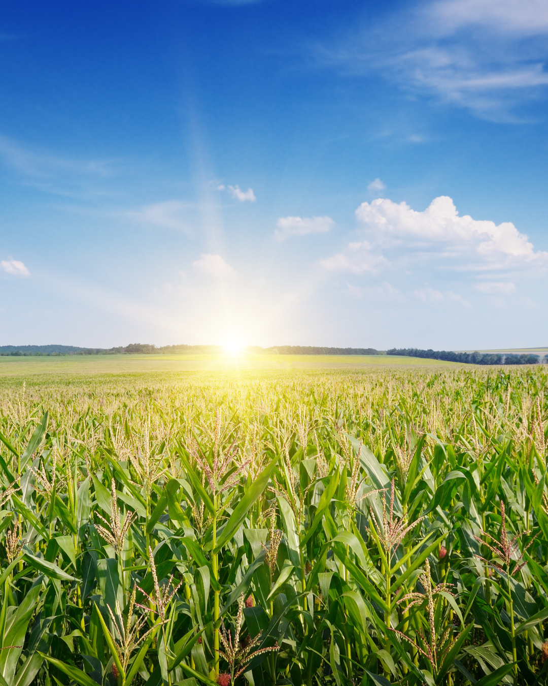 Precision Farming Vulnerabilities
