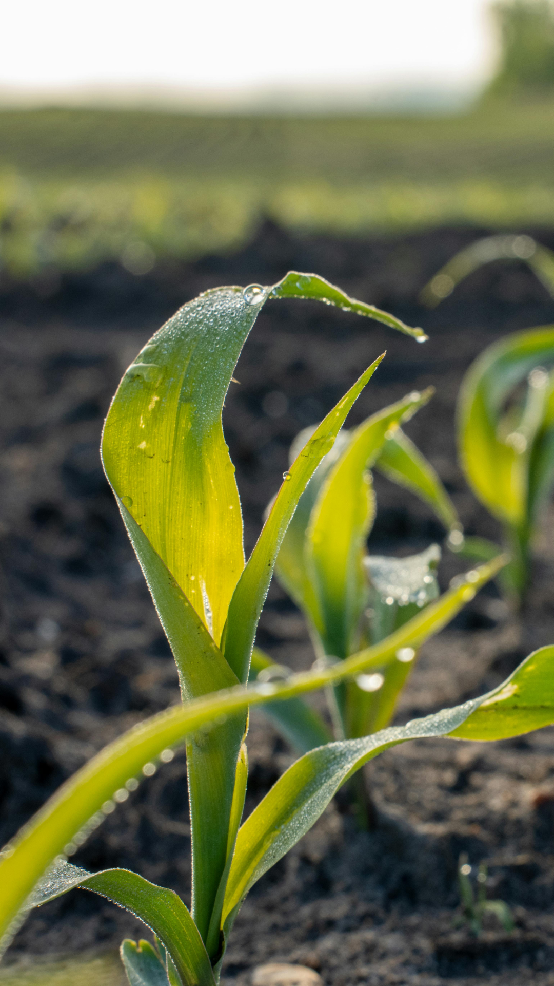 Rainy springs can sabotage your entire planting season—understand how timing and weather shape Ohio fieldwork decisions.